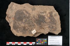 Foto (Objekt + Etikett) von Podocarpus parkeri Ettingshausen (NHMW-GEO-2024-0188-11462)